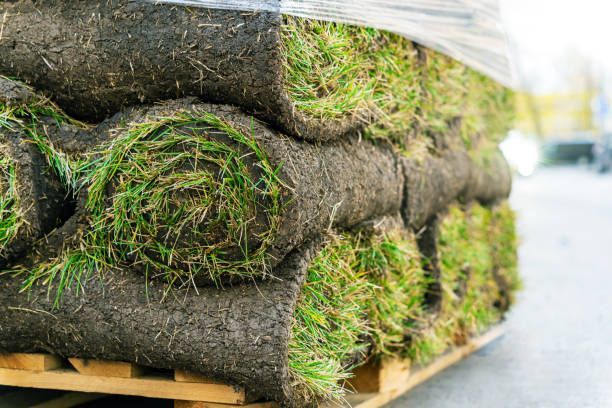 A bunch of rolls of grass are stacked on top of each other on a wooden pallet.