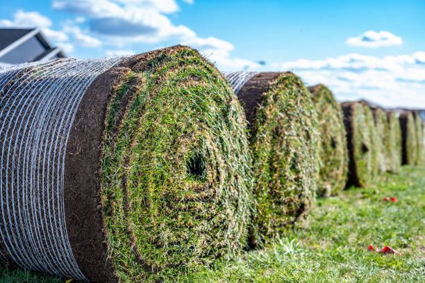 A row of rolls of turf sitting on top of a lush green field.