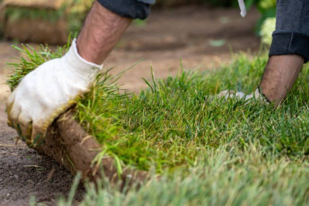 A person is laying a roll of green grass