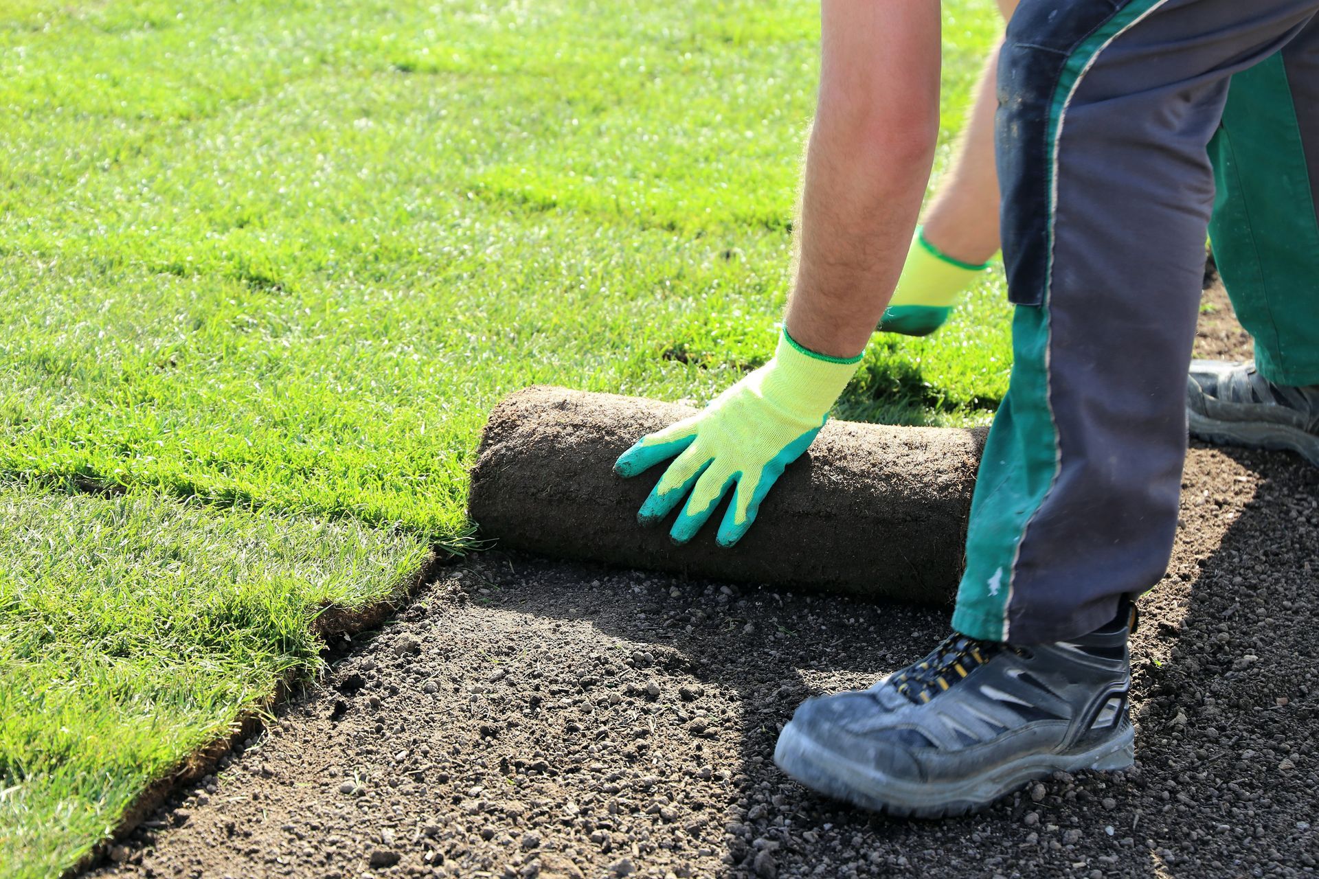 A person is rolling a roll of turf on a lawn.