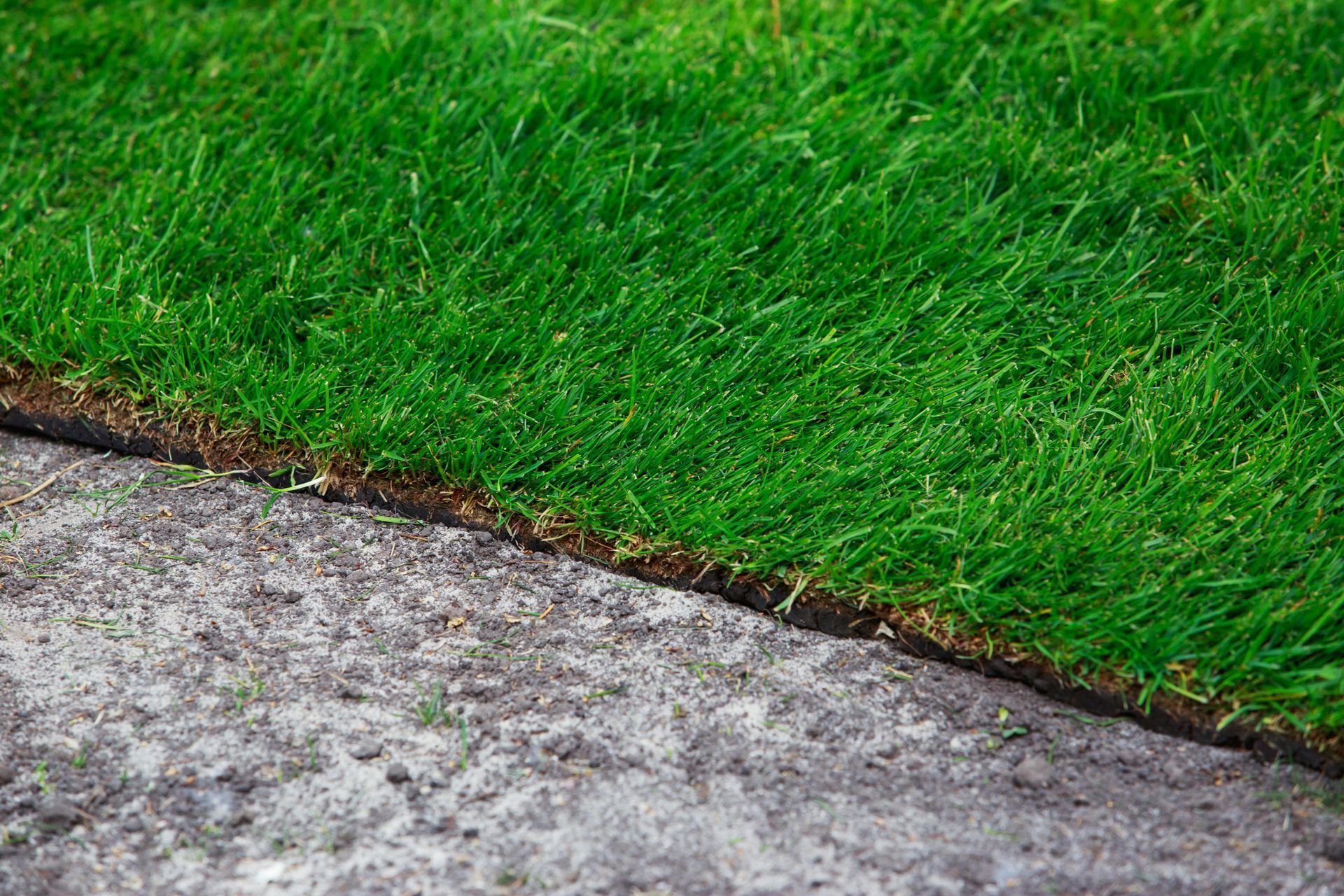 A close up of a lawn next to a sidewalk.