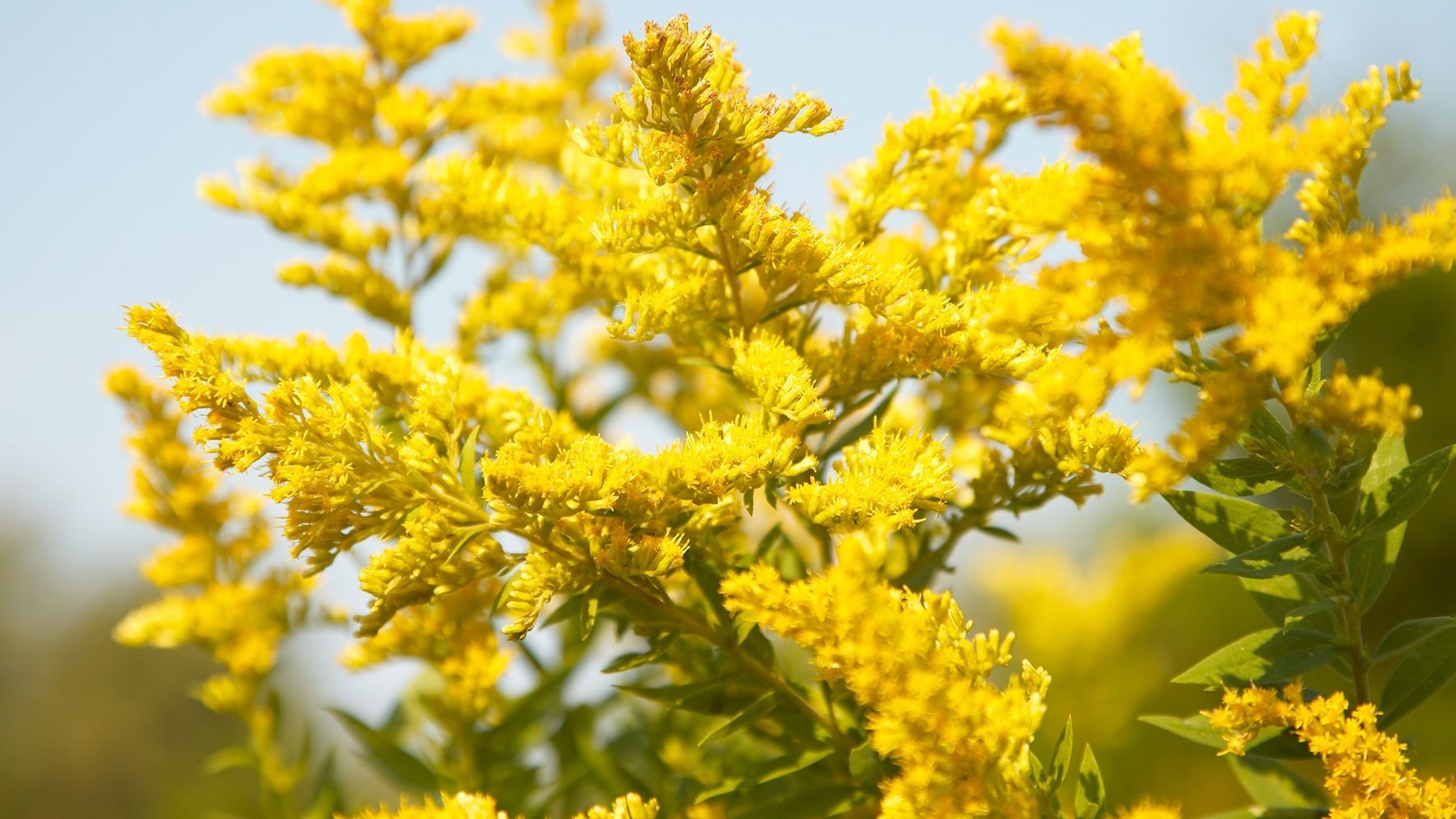 goldenrod flowers at Gardens of Grace Lancaster PA