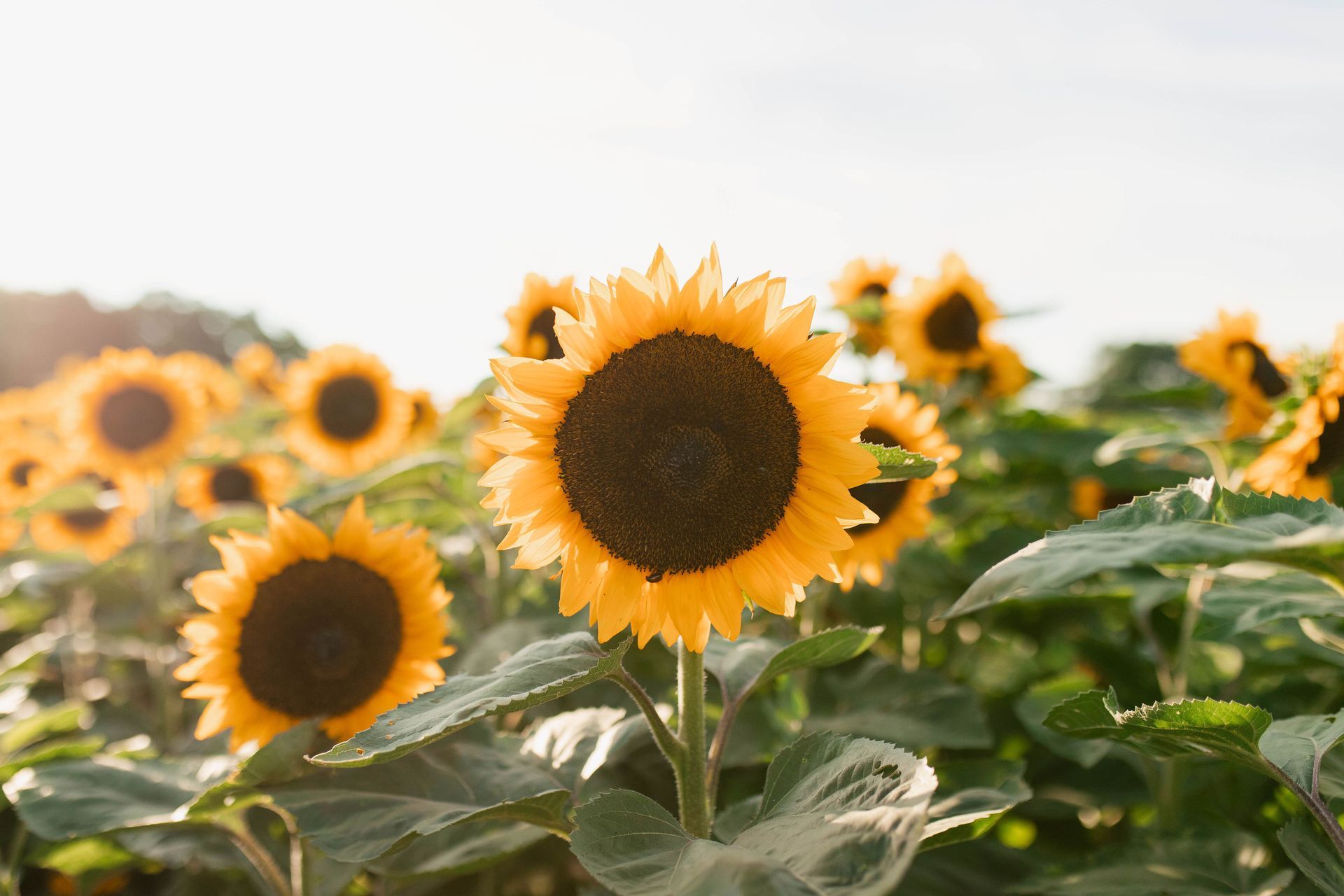 Pick Your Own Sunflowers in Lancaster, PA at Gardens of Grace