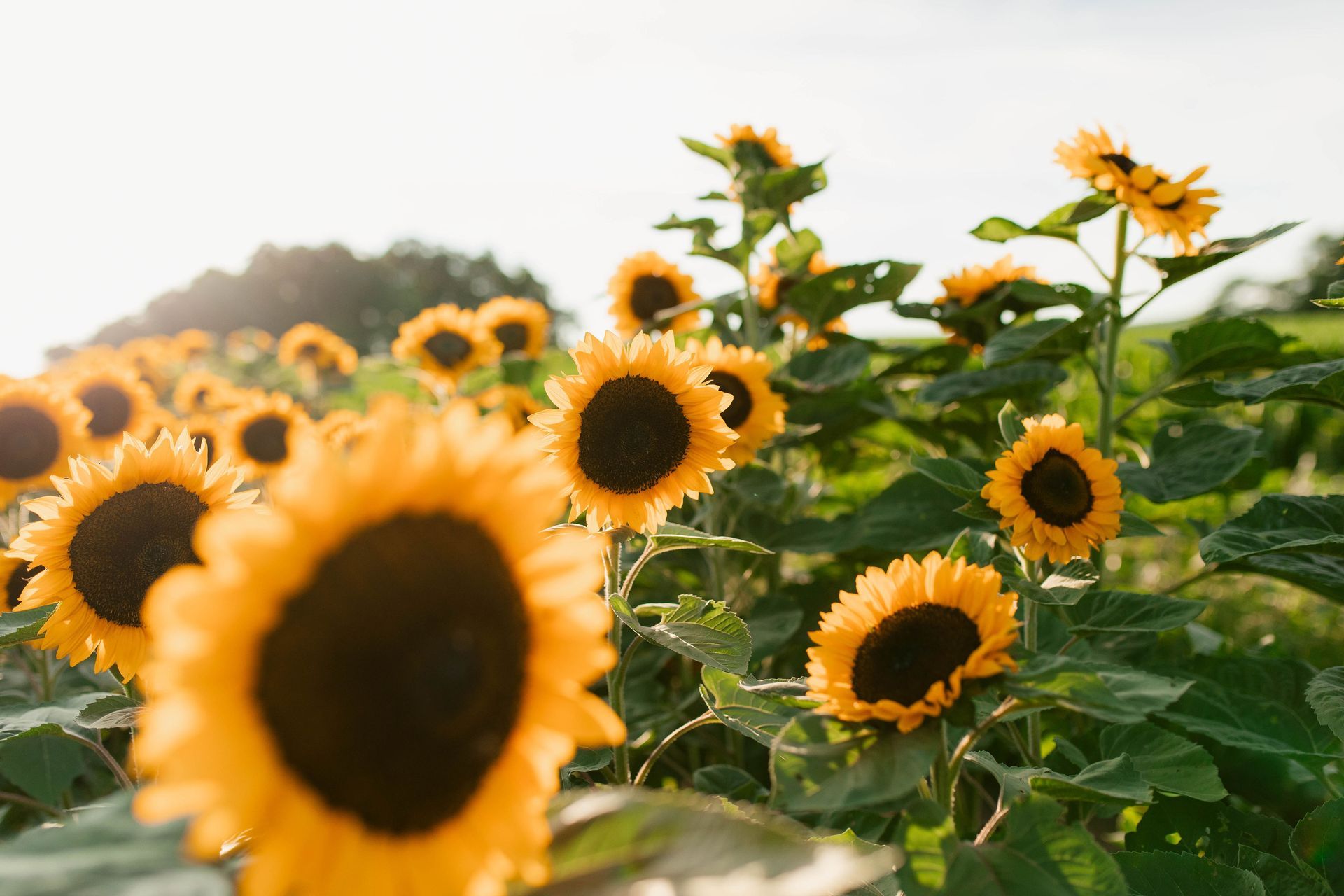 Cut Your Own Sunflowers in Lancaster County Pennsylvania