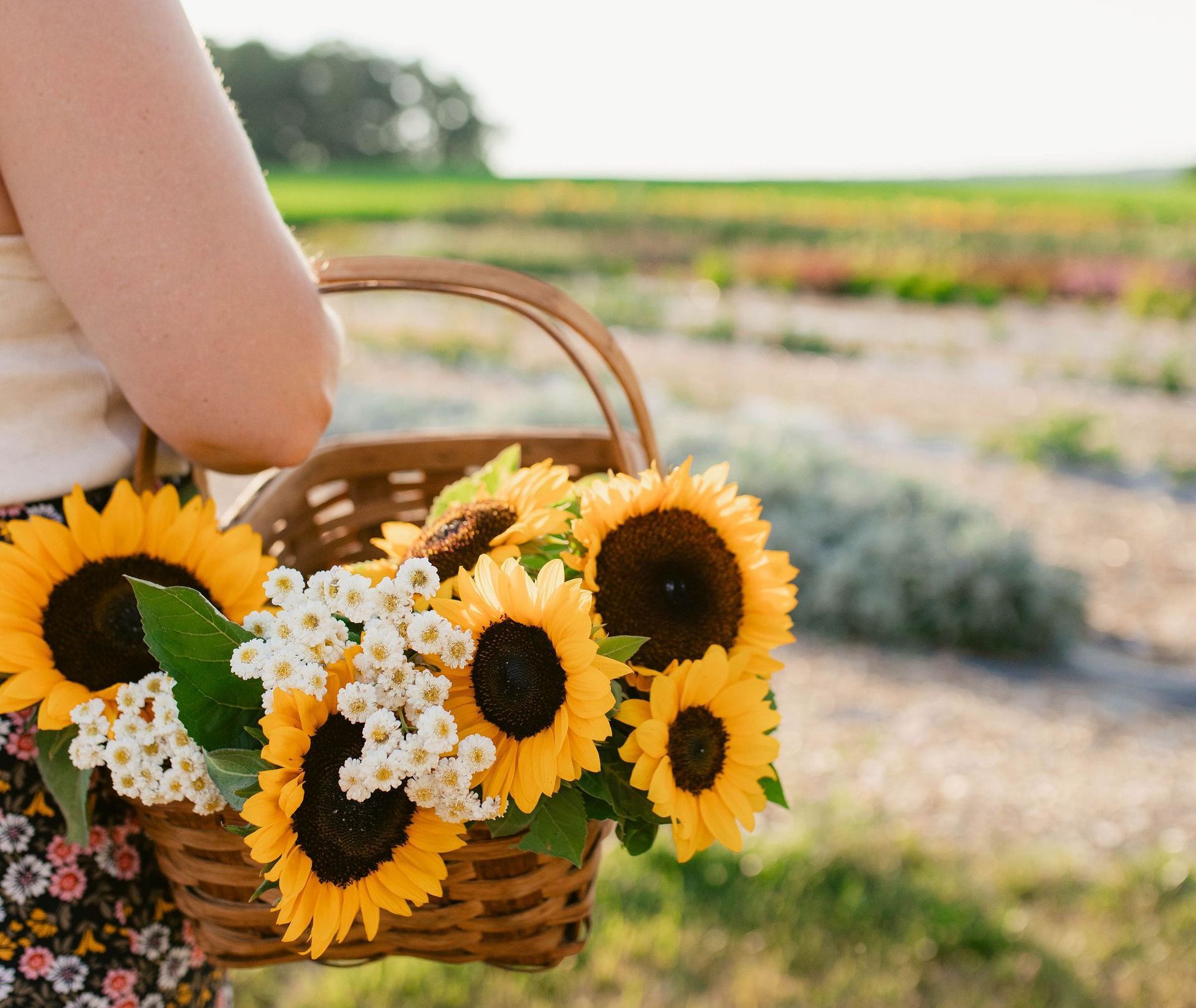 Pick Your Own Sunflowers in Lancaster, PA at Gardens of Grace