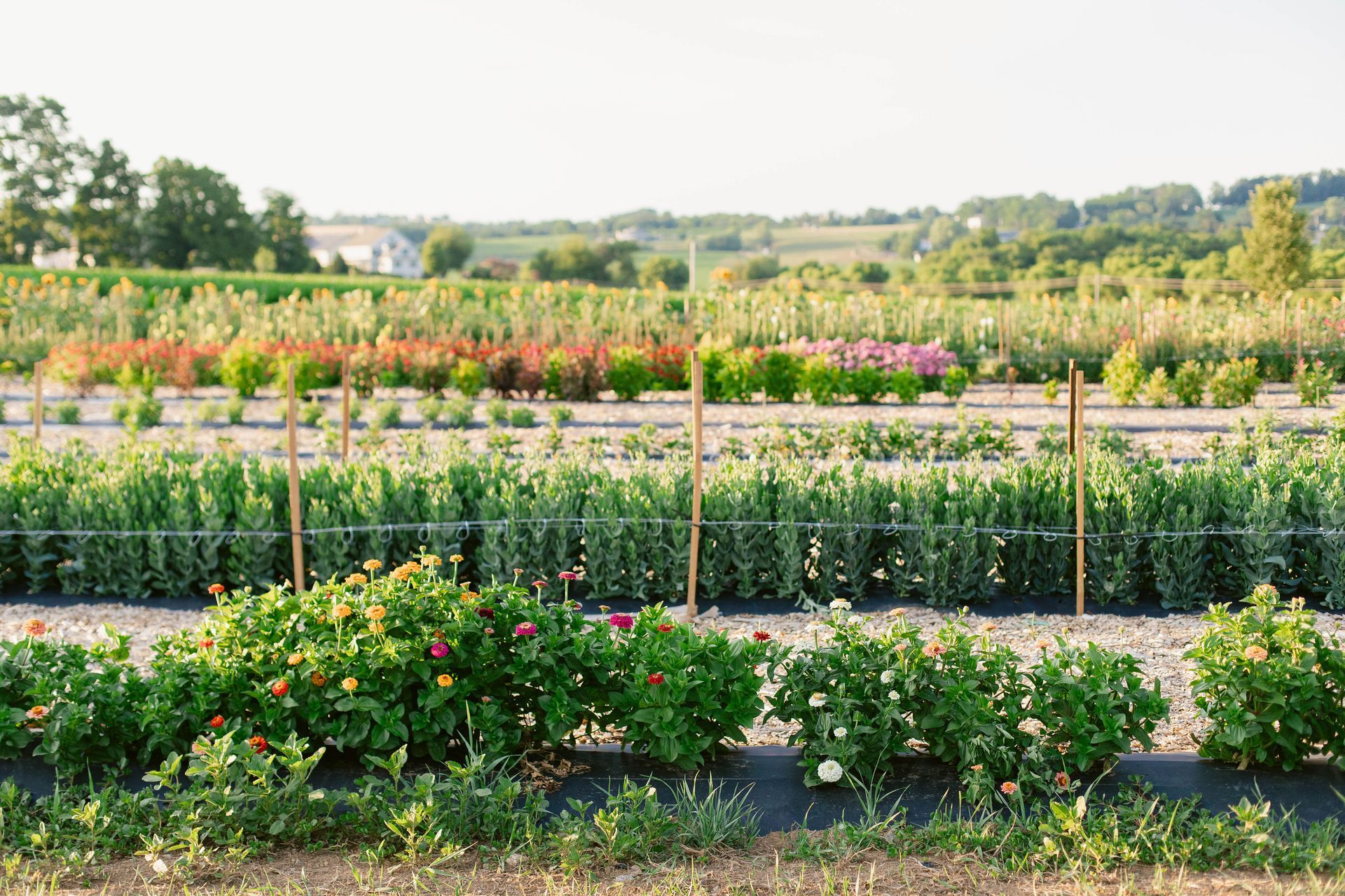 Organic flower gardening in Lancaster, PA