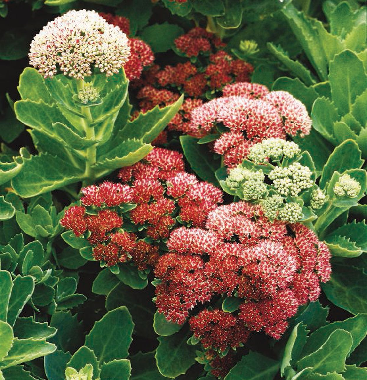 Fall flower guide | Lancaster, PA Flower Farm Gardens of Grace | Sedum