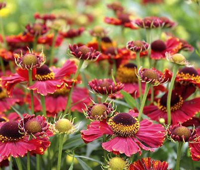 Fall flowers at Gardens of Grace Lancaster PA