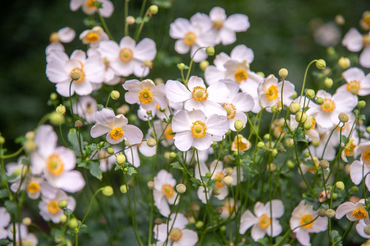 Japanese Anemone flowers at Gardens of Grace Lancaster PA
