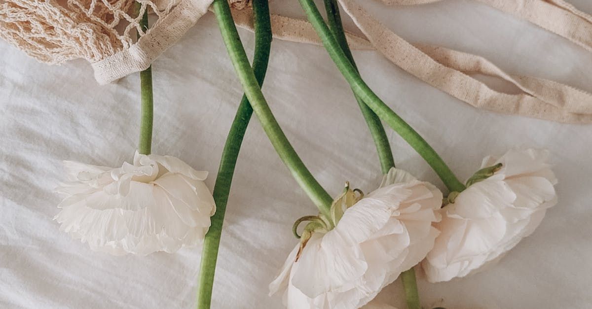 Pick Your Own Sunflowers in Lancaster, PA at Gardens of Grace