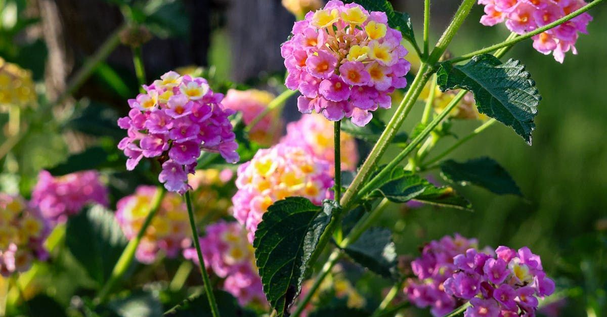 Verbena at Gardens of Grace Lancaster PA | Fall Flower Guide Central PA