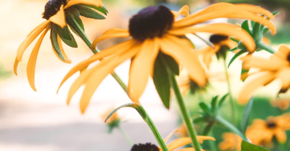 Black-eyed Susan flowers at Gardens of Grace Lancaster PA