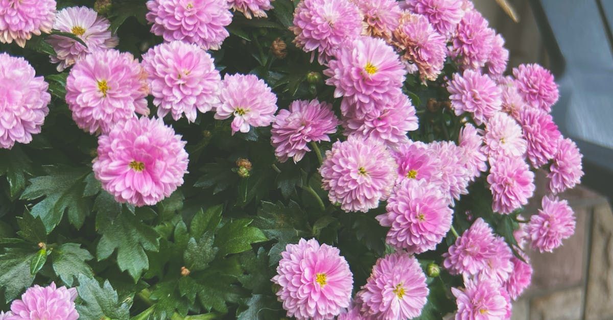 Mums and Pumpkins | Fall flower guide | Lancaster, PA Flower Farm Gardens of Grace