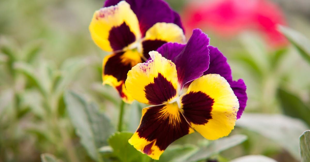 Pansies in the Fall flower guide | Lancaster, PA Flower Farm Gardens of Grace