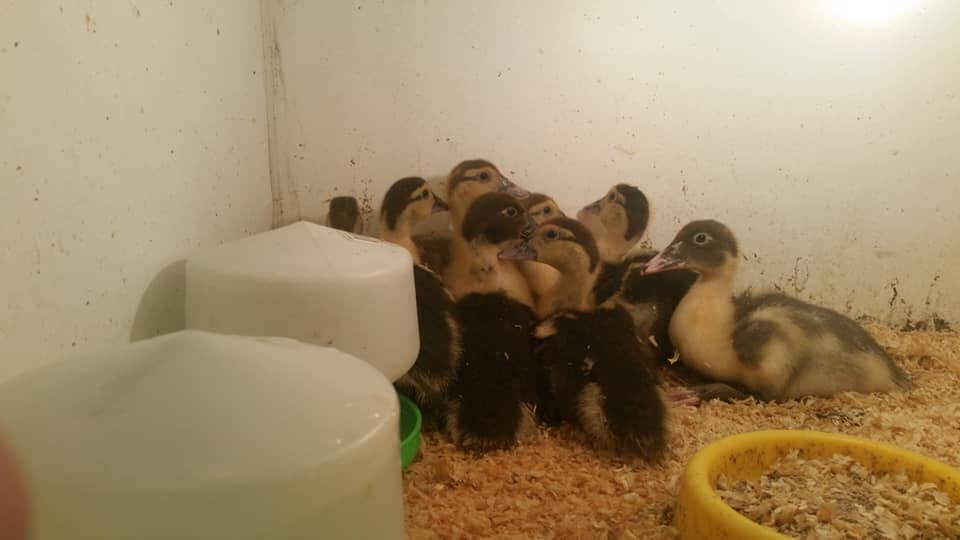 Gallery Kempsey Produce & Saddlery