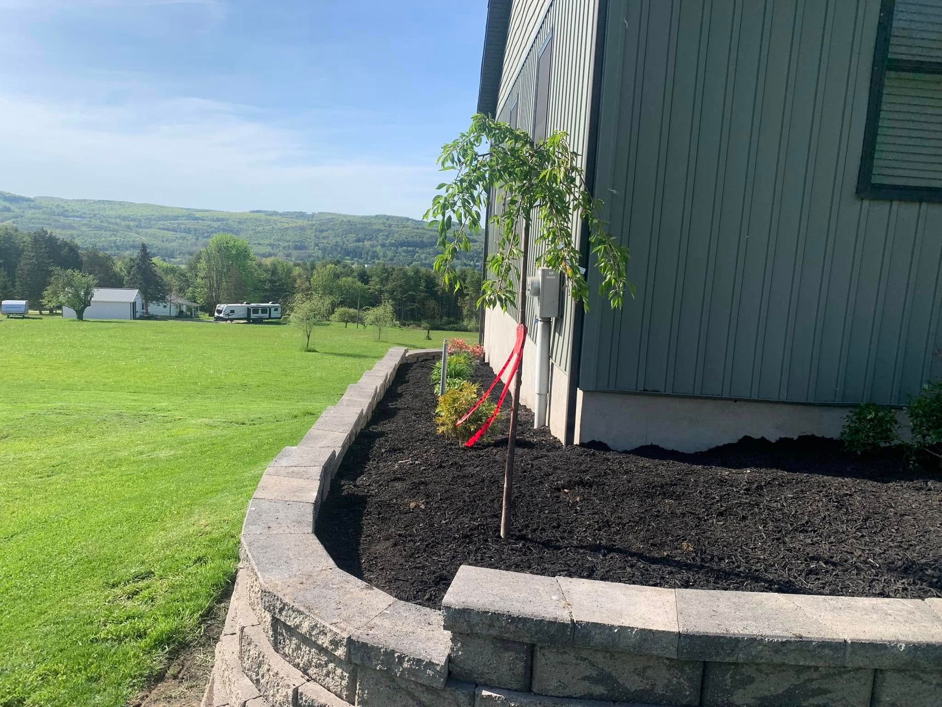 A small tree is growing in a garden next to a house.