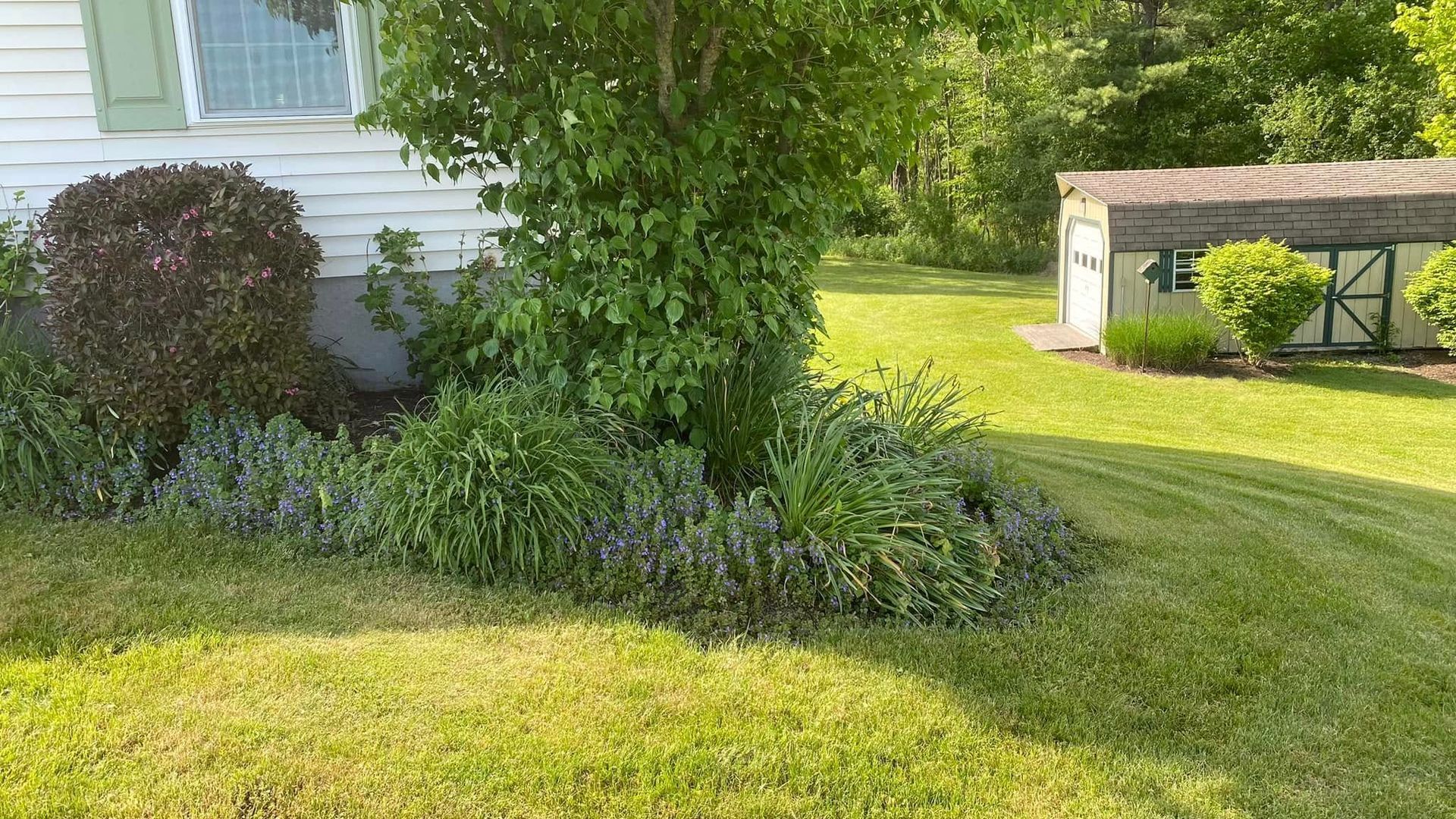 A lush green yard with a white house and a shed in the background.