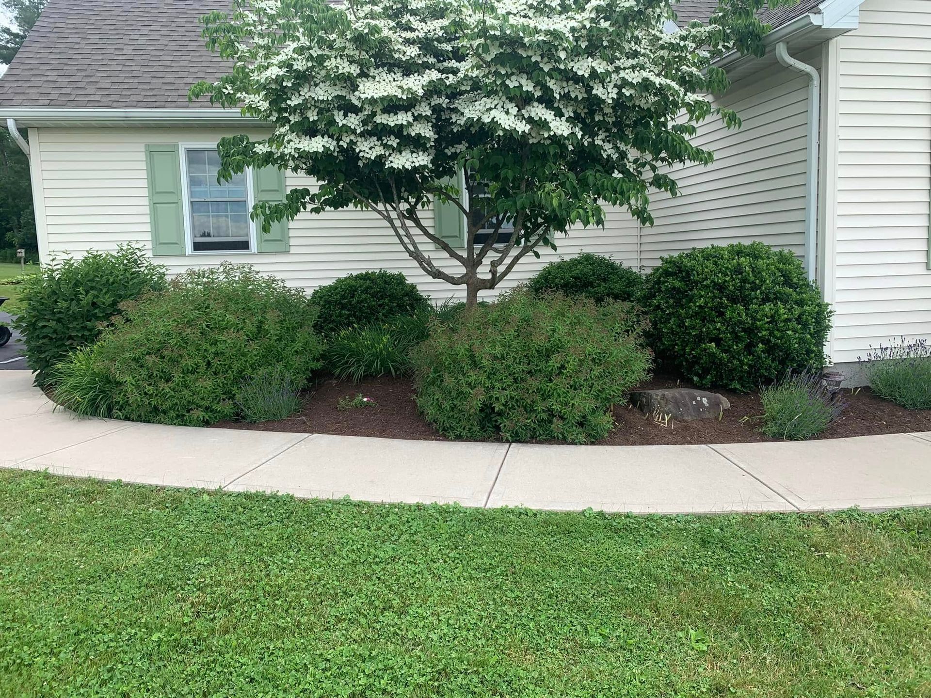 A white house with a tree and bushes in front of it.