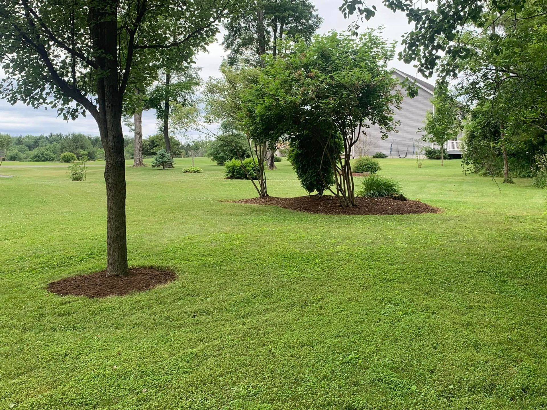 There is a tree in the middle of a lush green field.