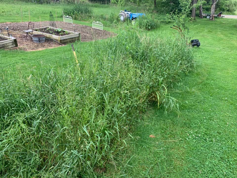 A lush green field with a lot of tall grass and a garden in the background.