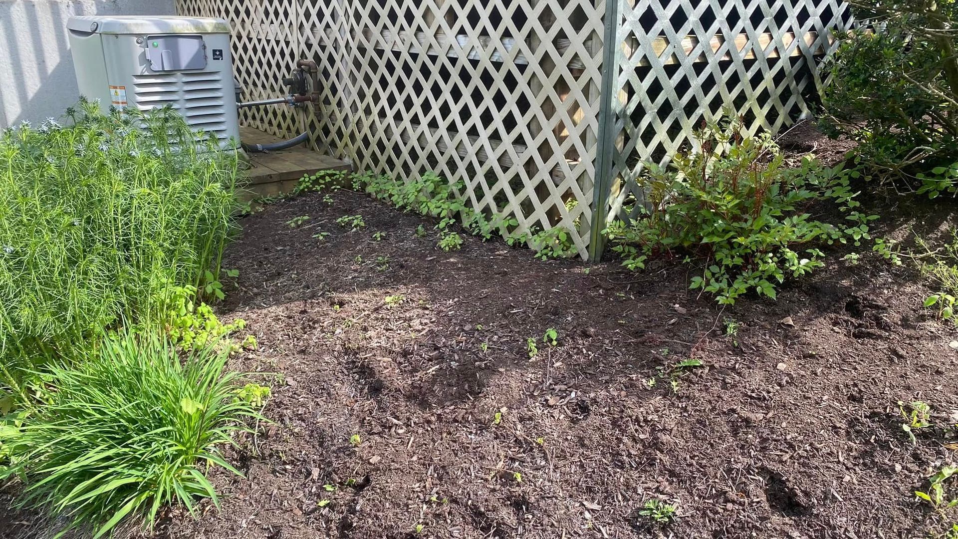 A white lattice fence is surrounded by mulch and plants in a yard.