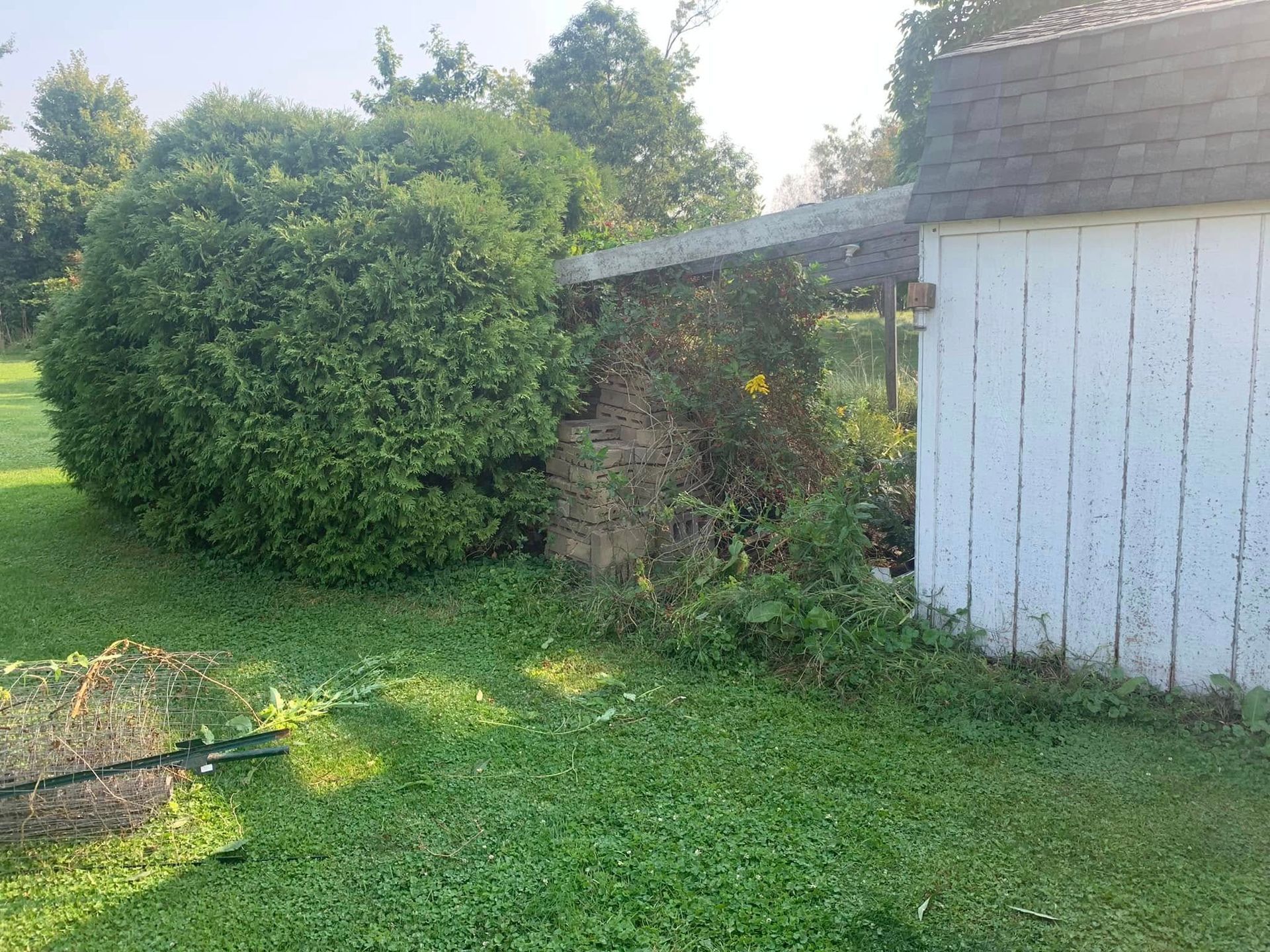 A white shed is sitting in the middle of a grassy yard next to a bush.