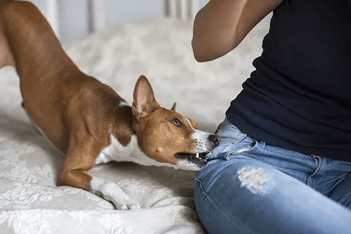 Brown dog biting the pants of a woman