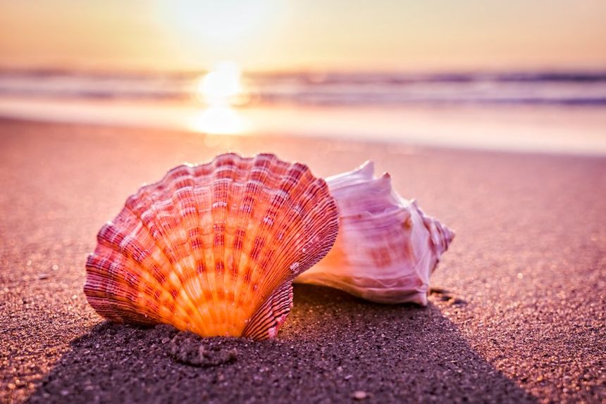 Shells — Menai, NSW — Top Care Dental