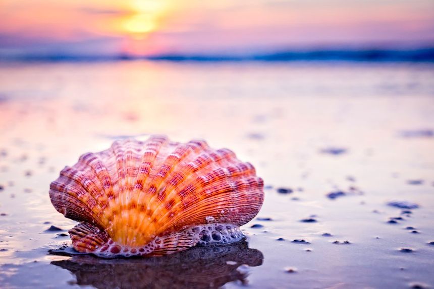 Seashell on the Beach — Menai, NSW — Top Care Dental
