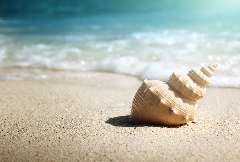 Seashell on the Beach — Menai, NSW — Sydney Care Dental