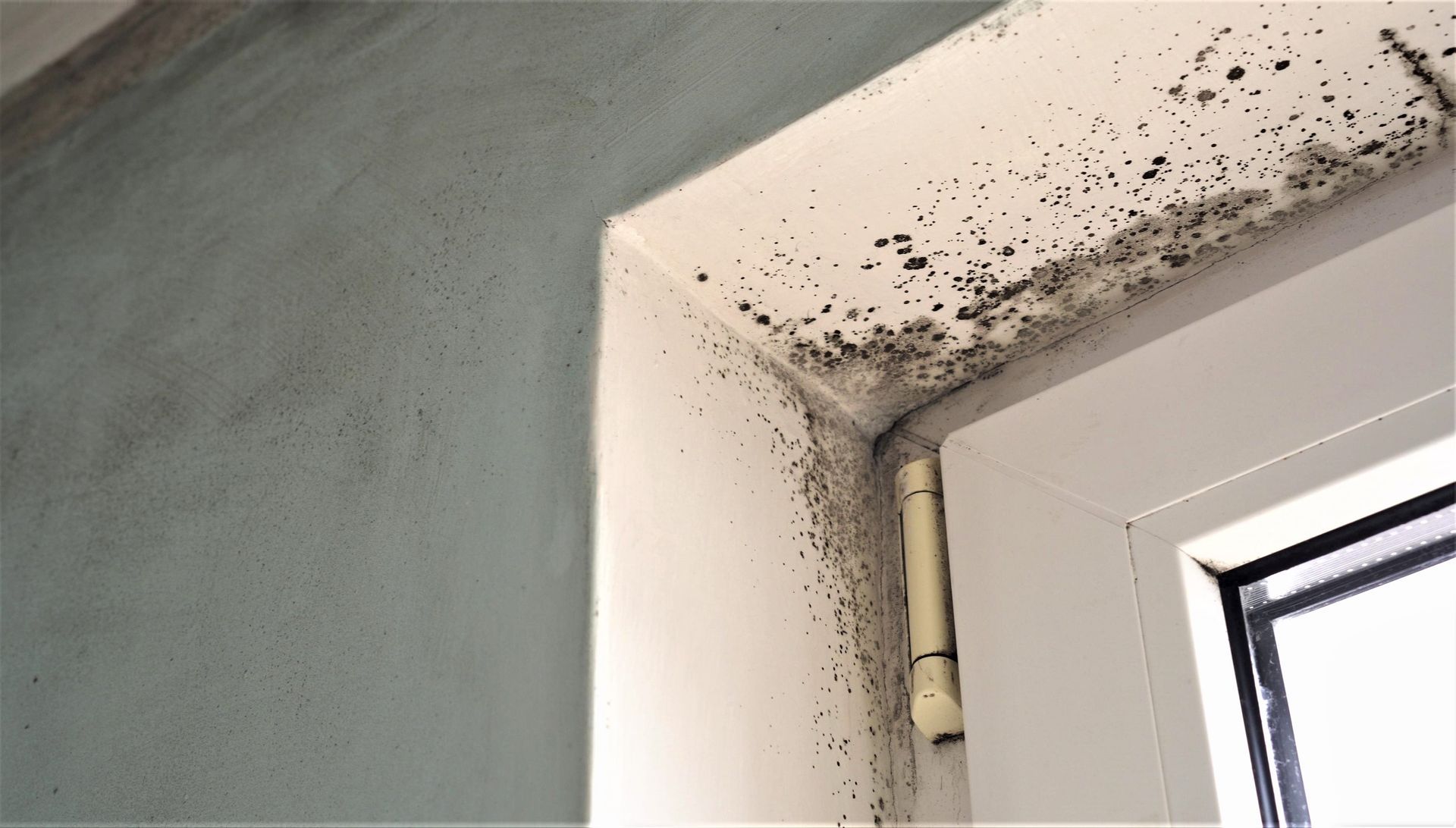 Black mold spreading across ceiling and wall corner, indicating moisture damage.