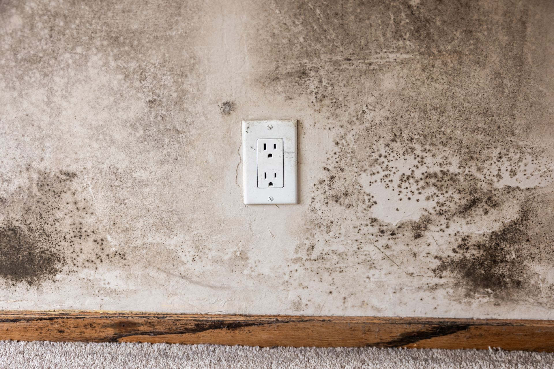 Severe mold and mildew growth on a wall requiring emergency mold remediation service.