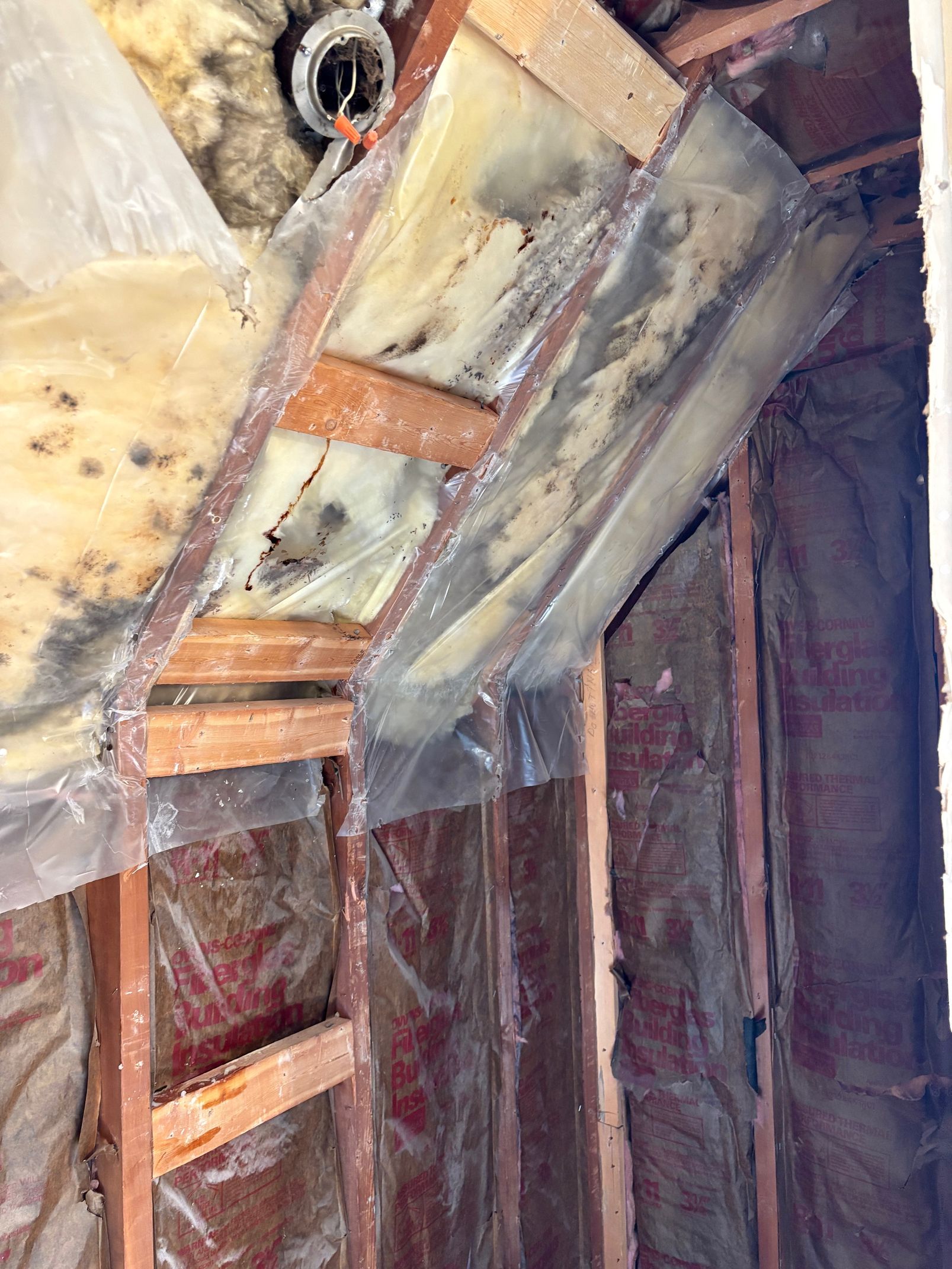 Moldy attic insulation with plastic sheeting.