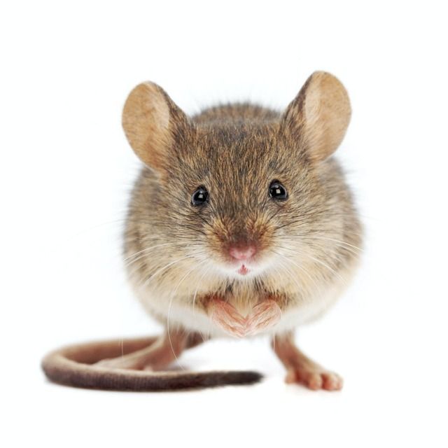 Mice in White background