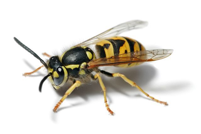 Yellow and black hornet