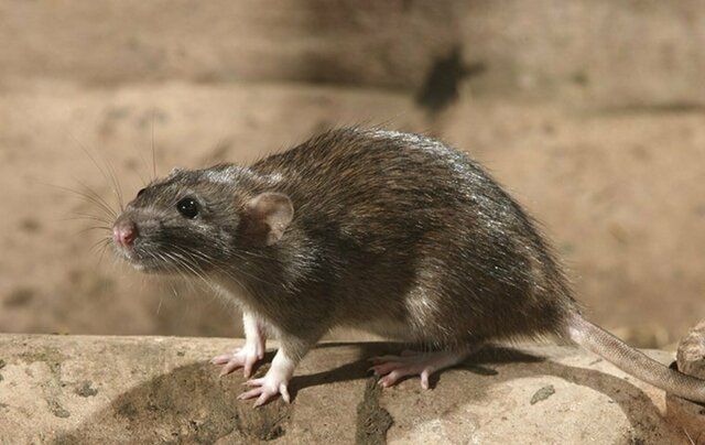 A rat is standing on a rock and looking at the camera.