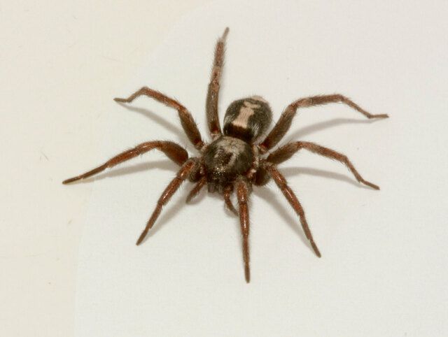 A close up of a spider on a white surface