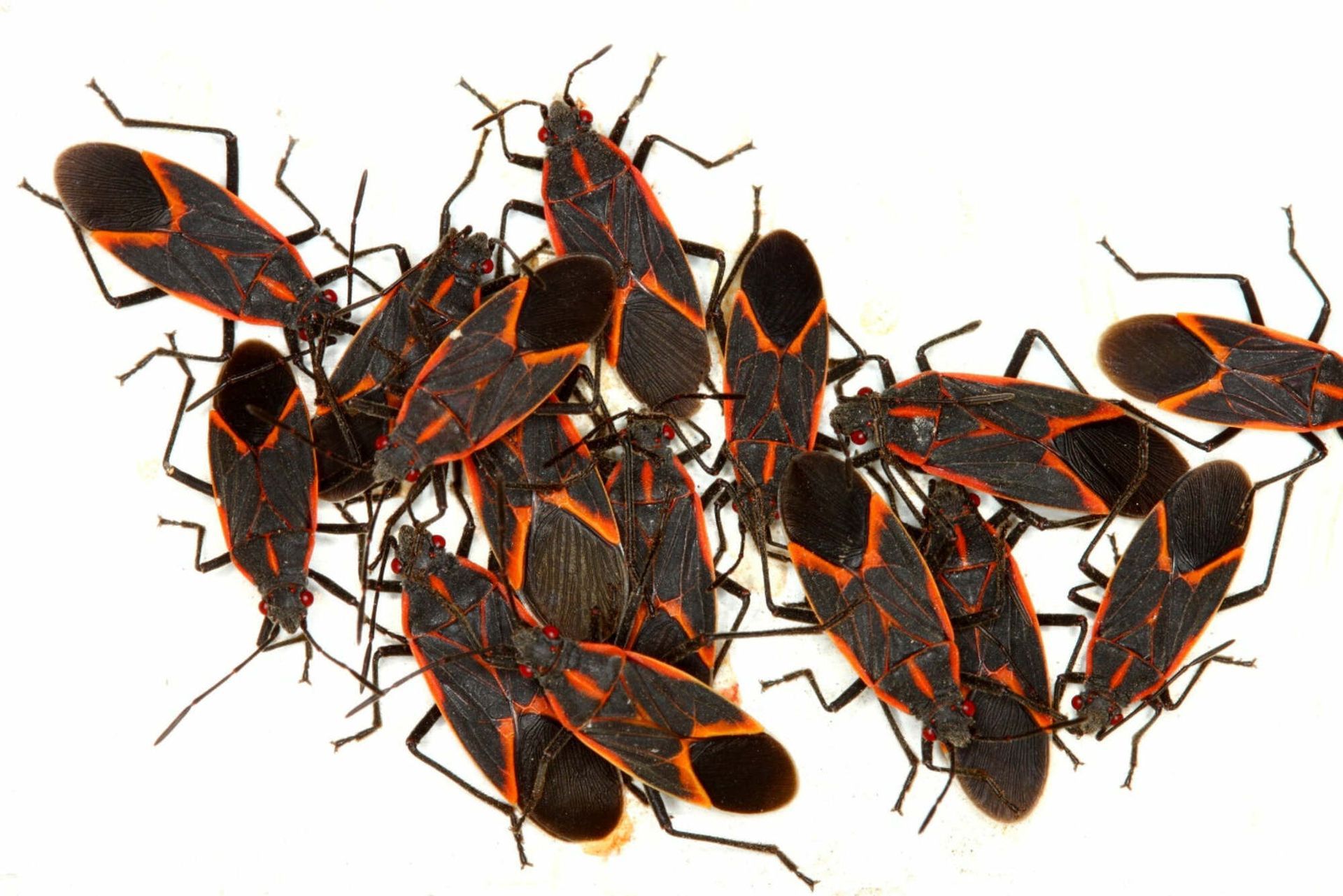 A bunch of black and orange bugs on a white background.