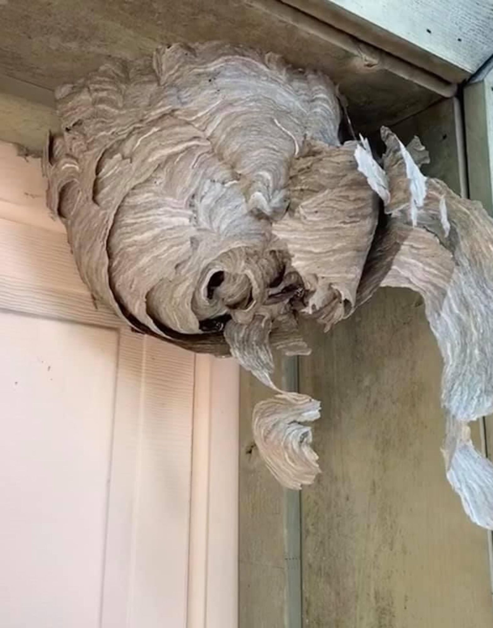 A wasp nest is hanging from the ceiling of a building.