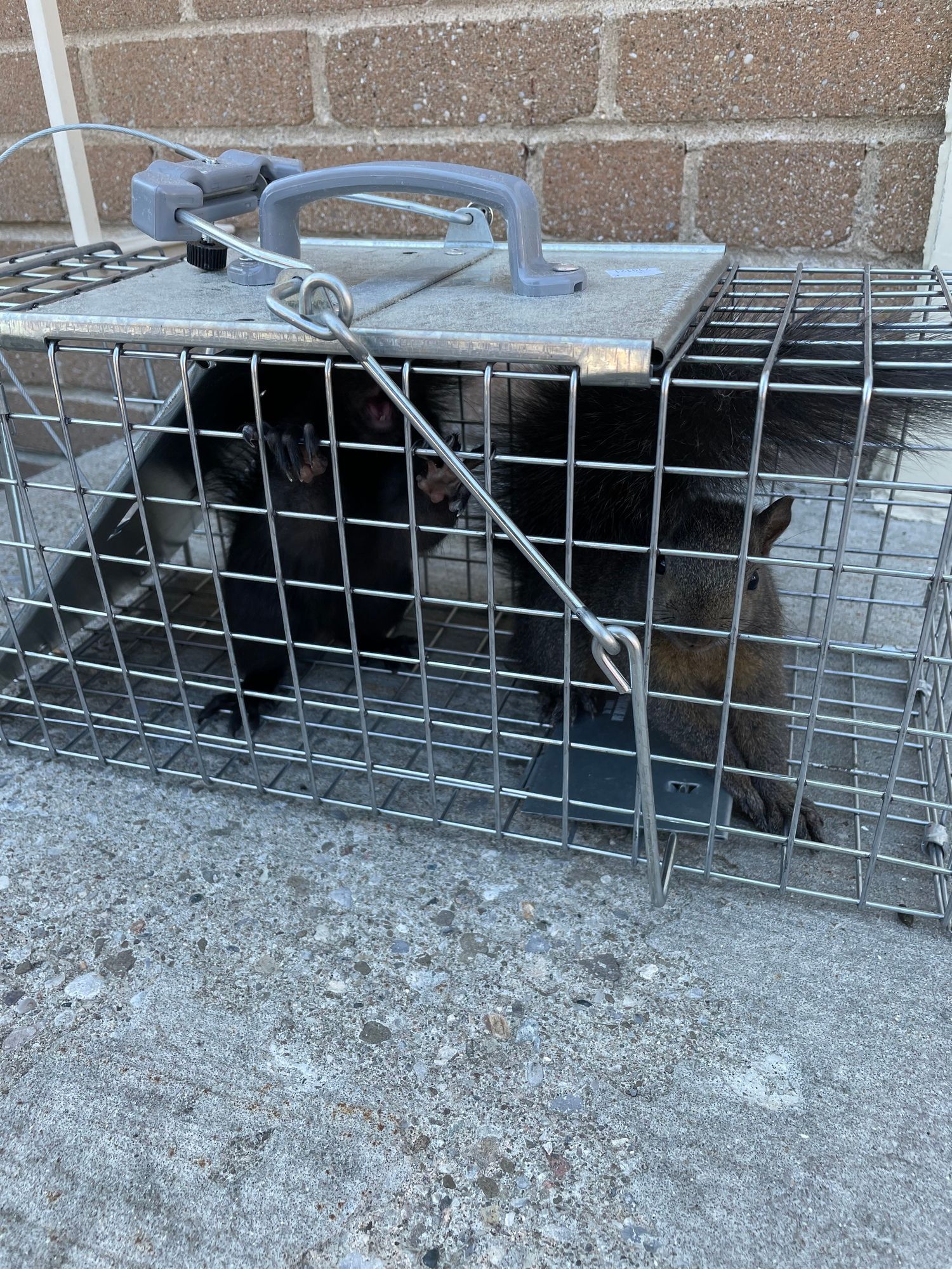 A raccoon is sitting in a cage on the ground.