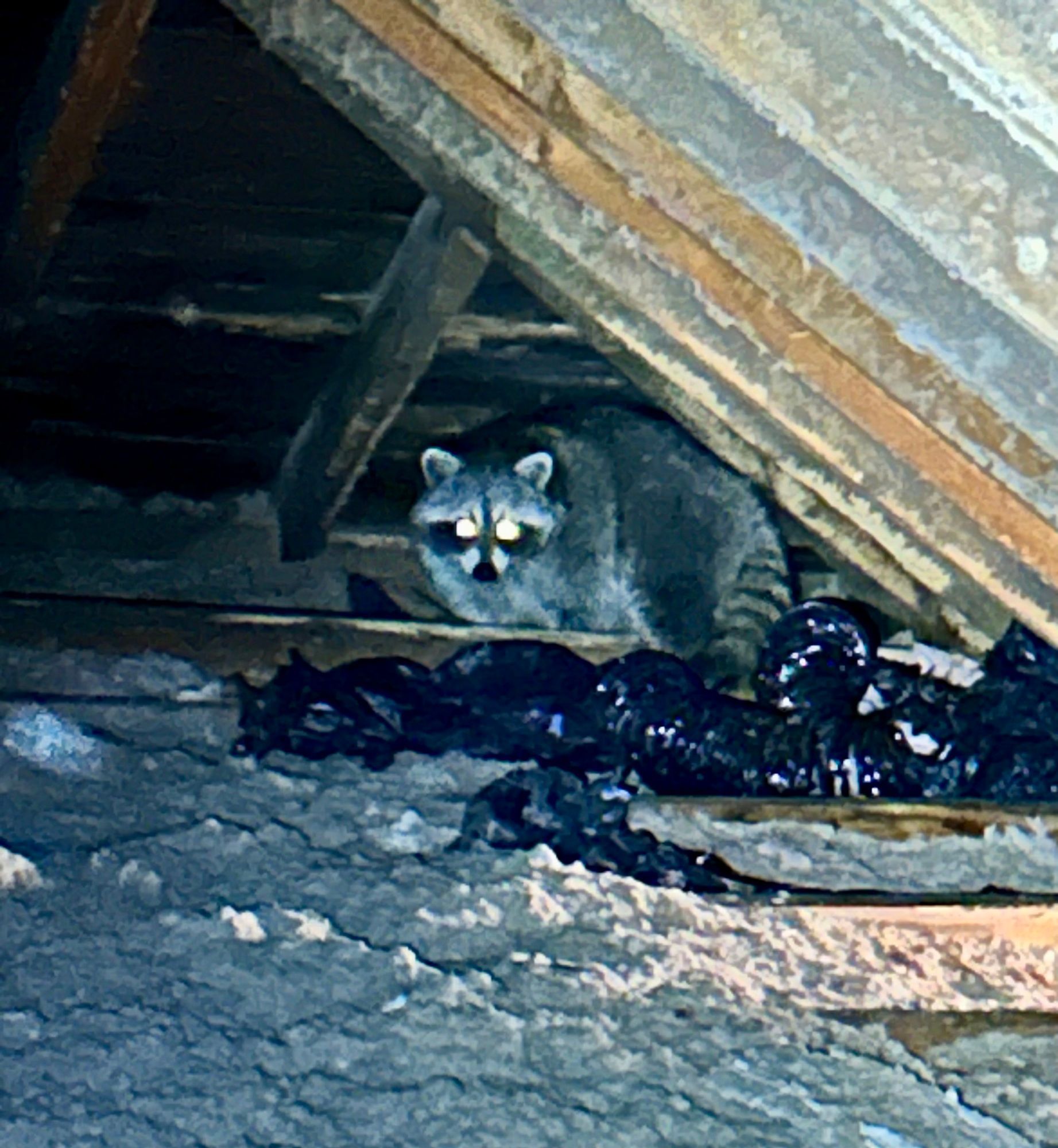 A raccoon is sitting in the attic of a building.