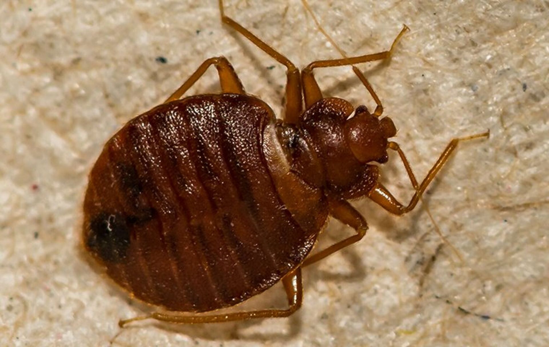 Bed bug in wooden surface