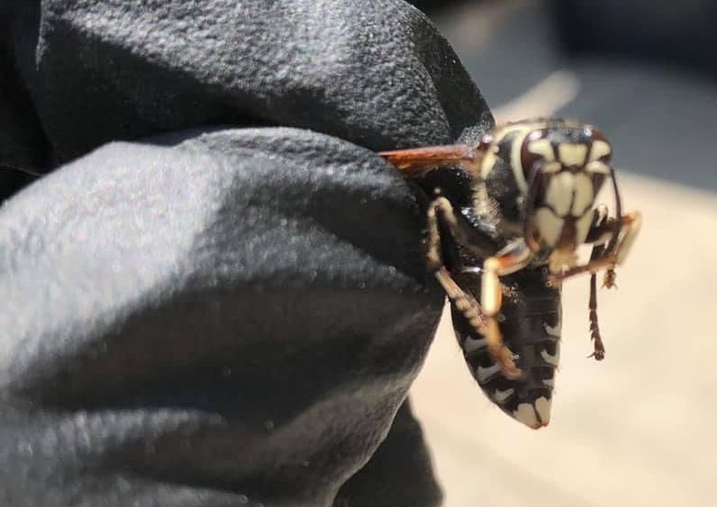 A close up of a person holding a wasp in their hand