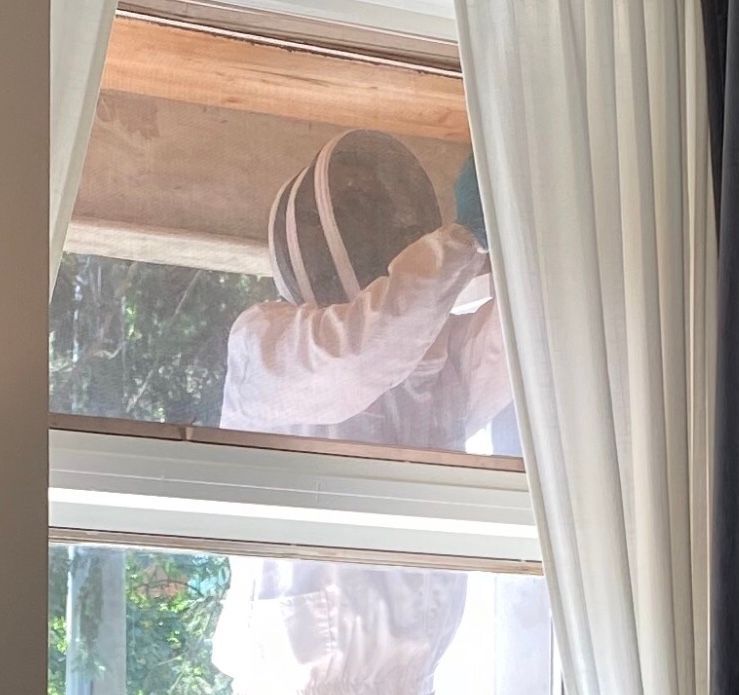 A person in a bee suit is looking out of a window.