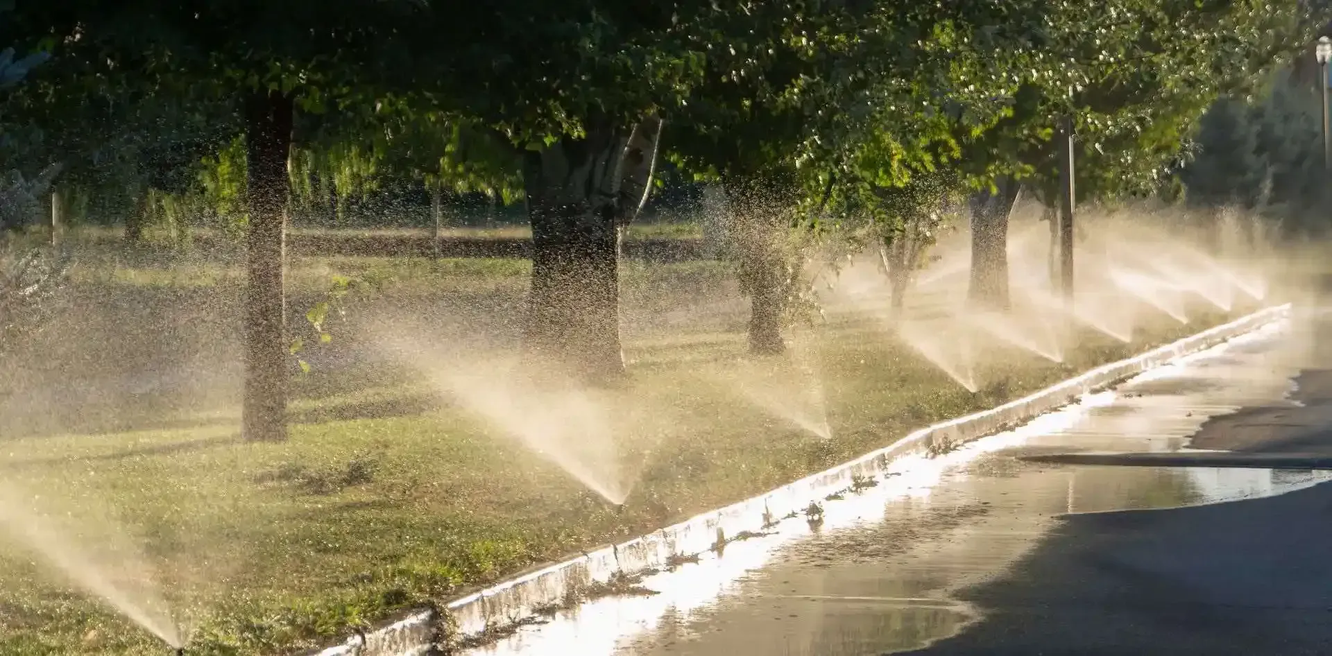 Sprinklers watering a strip of grass lined with trees, creating a mist in the sun.