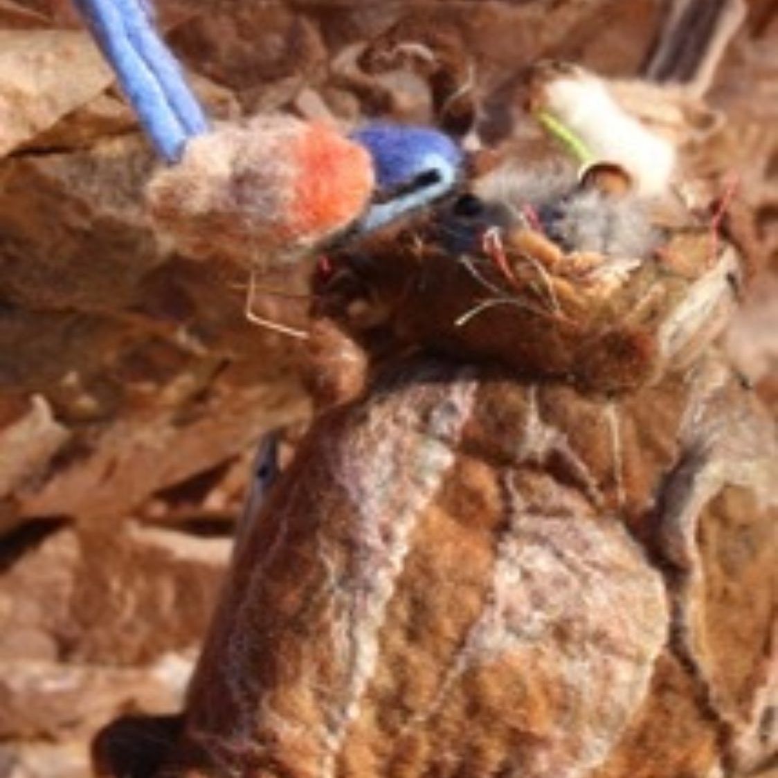 A close up of a stuffed animal with a blue toy in its mouth