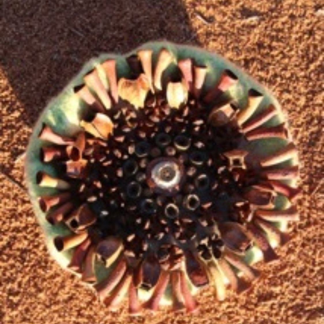 A close up of a flower with a hole in the middle