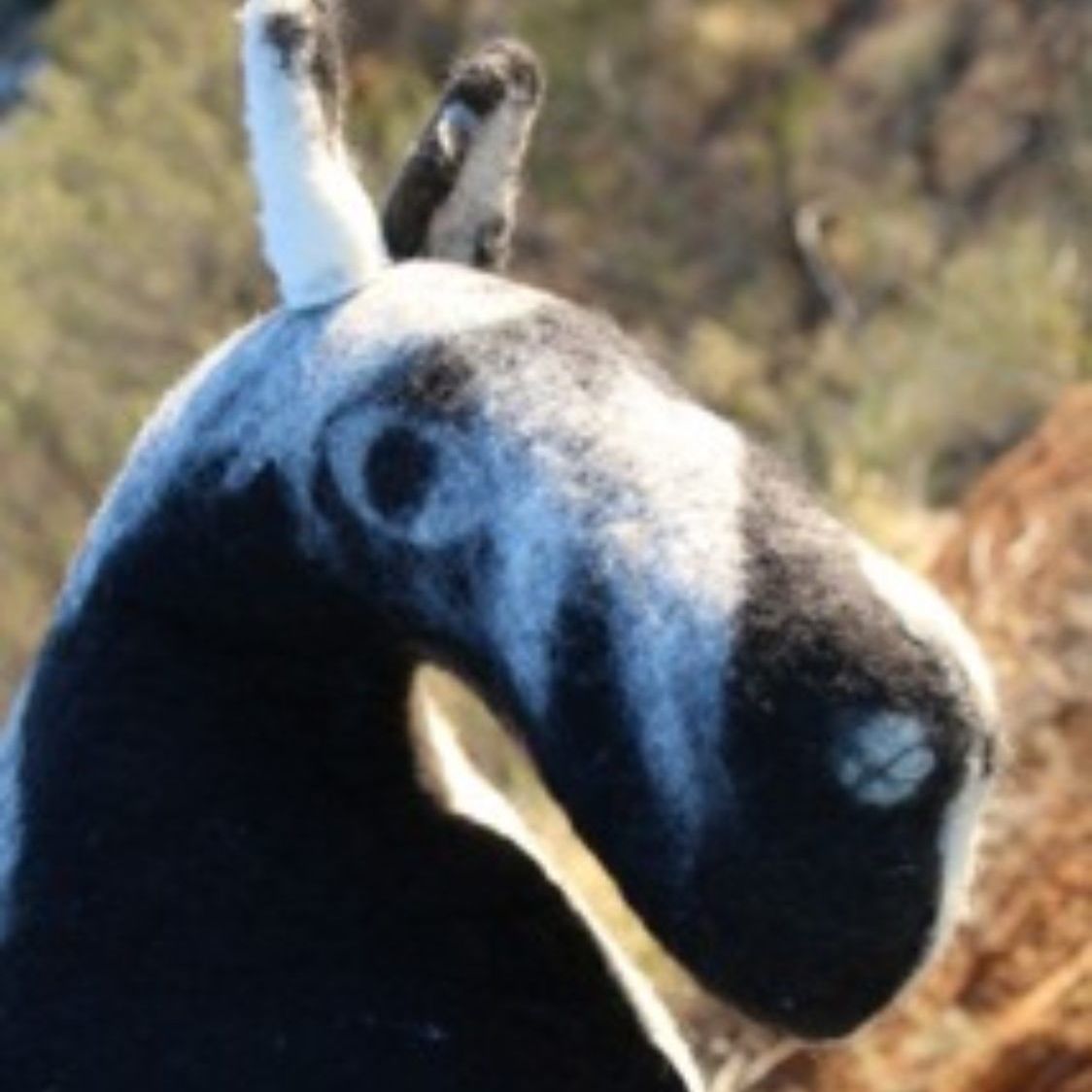 A close up of a black and white horse 's head