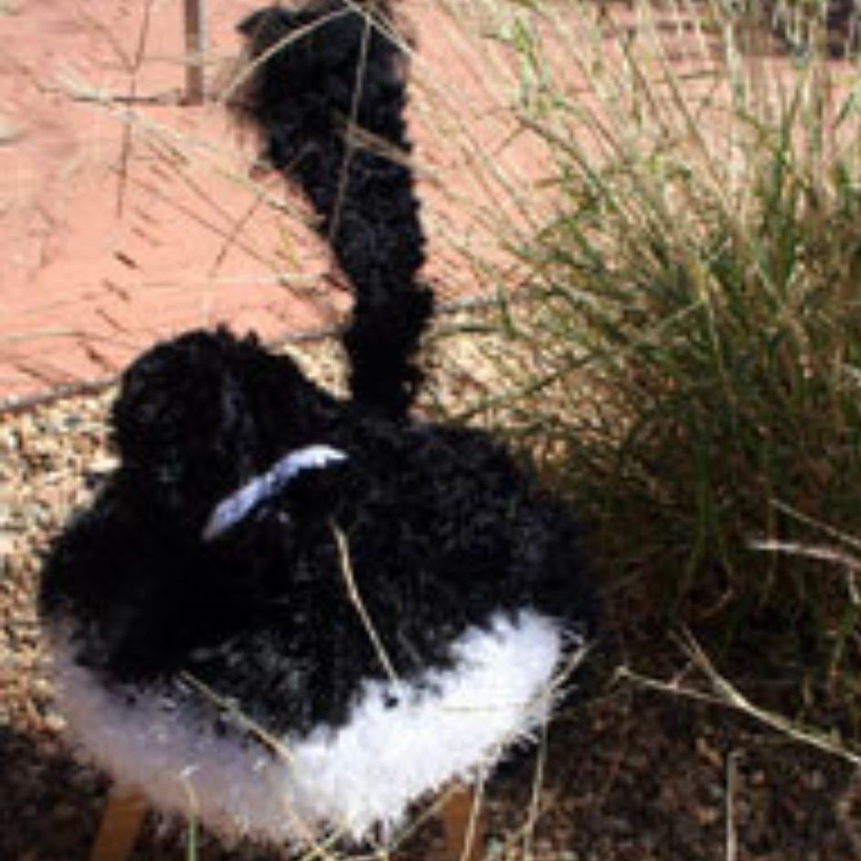 A black and white bird with a long tail is standing in the grass.