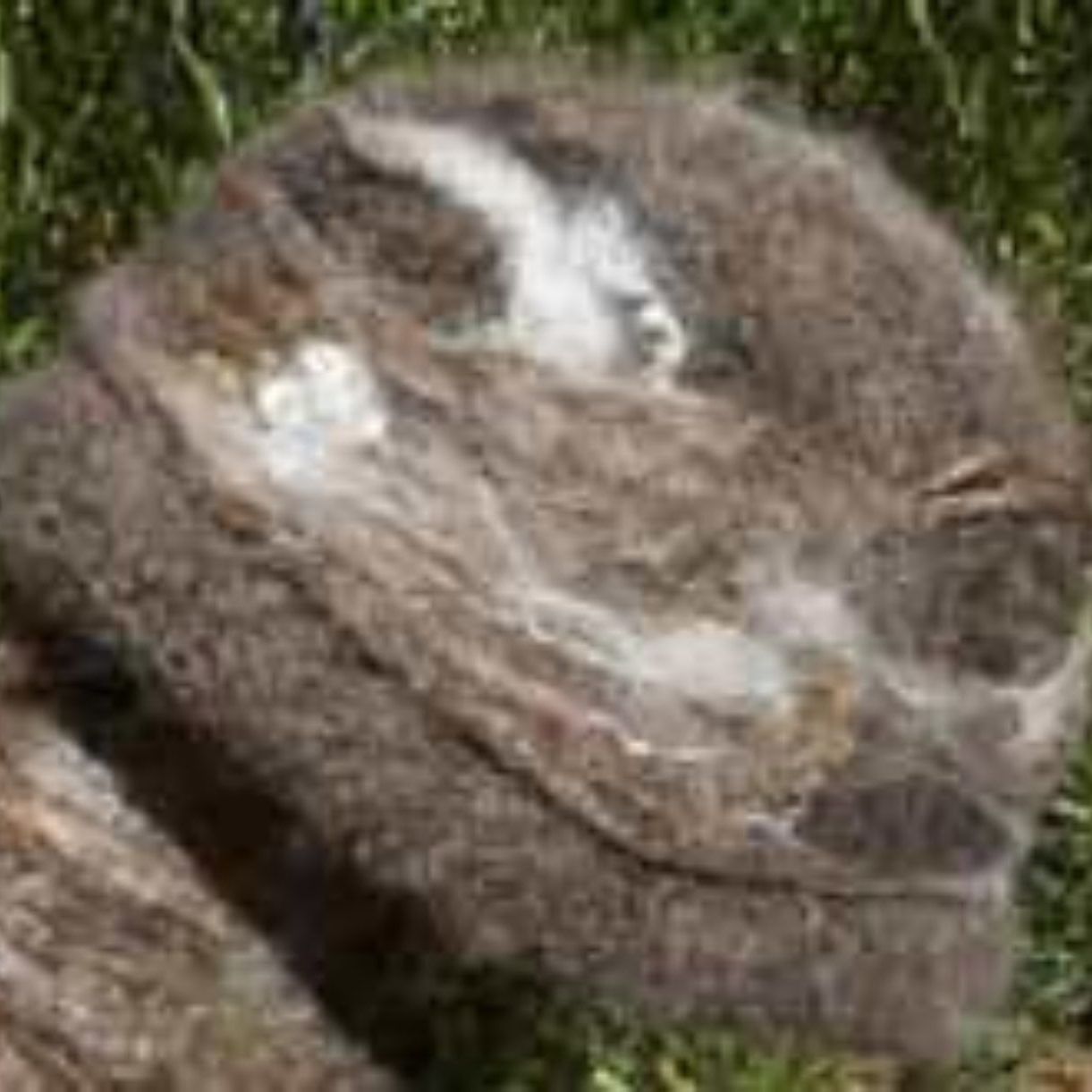 A close up of a rabbit laying in the grass.